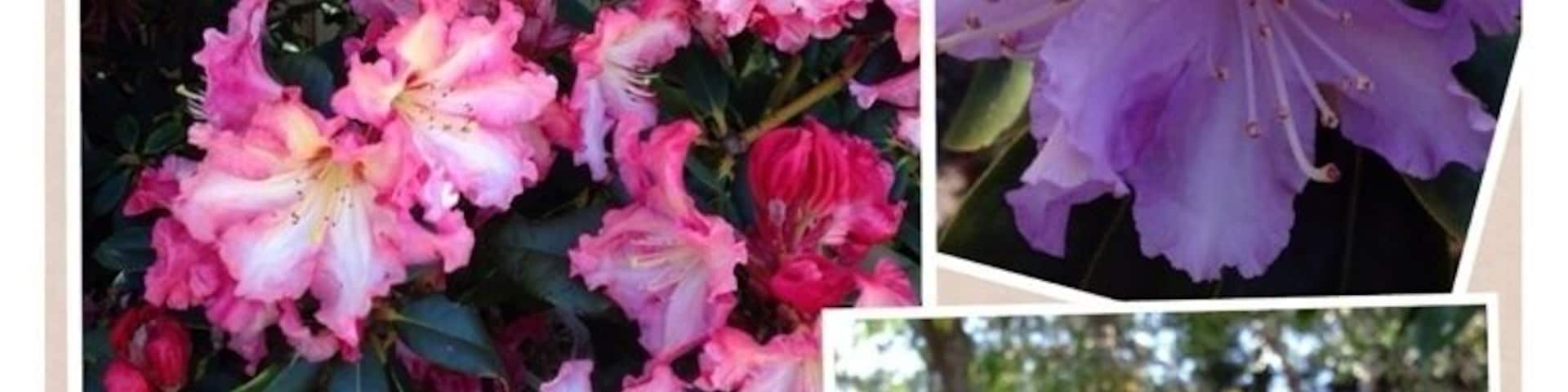 What a day! Hot sunny day on the Mendo Coast. Went to the botanical gardens with the azaleas, Camilla's and rhododendrons in full bloom - spectacular!