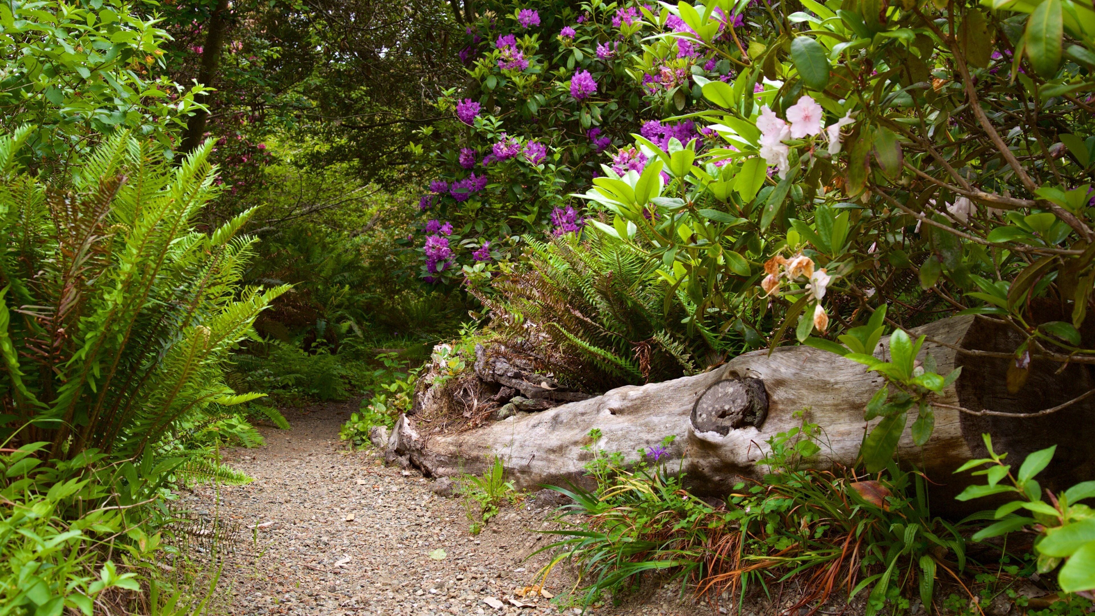 Ein Waldpfad mit einem gefallenen Baumstamm, umgeben von üppigem Grün und violetten Blumen.