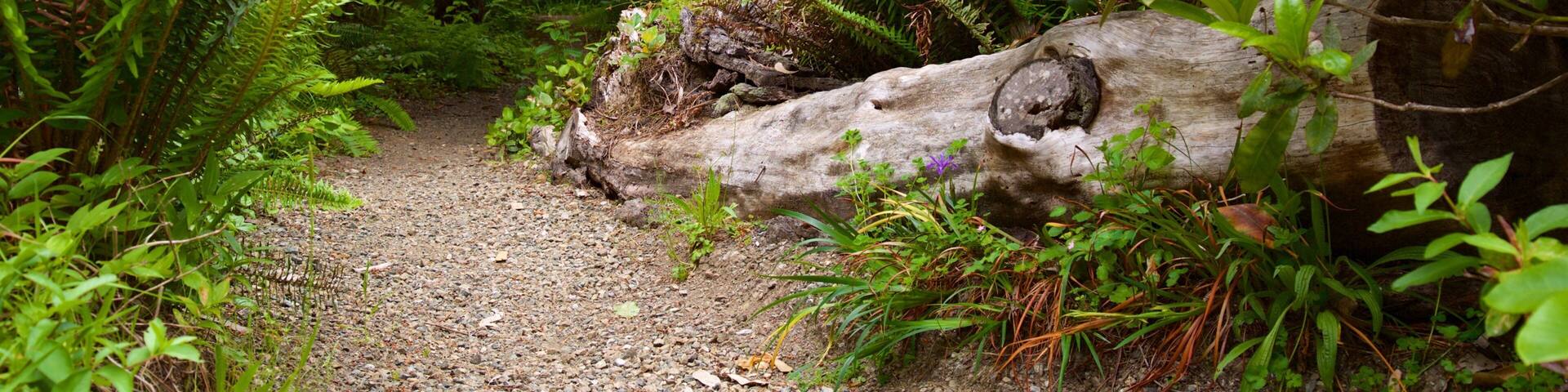 A forest path with a fallen log, surrounded by lush greenery and purple flowers.