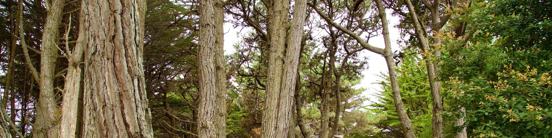 Jardín Botánico Mendocino Coast mostrando un parque