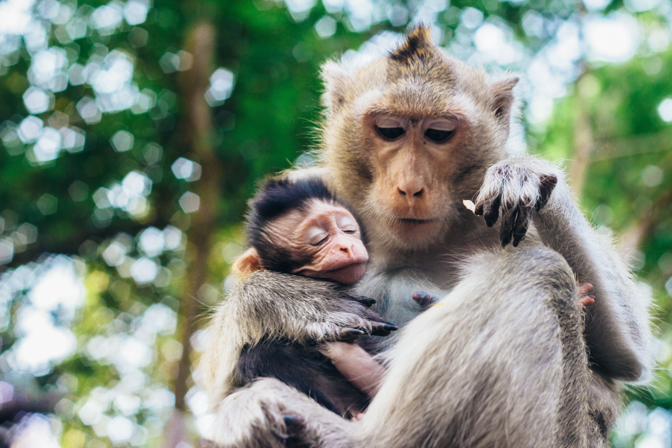 Tender moment in cynomolgus monkey family - mother and child  ( Macaca fascicularis  / Crab-eating macaque) in Sihanoukville, Cambodia, Southeast Asia