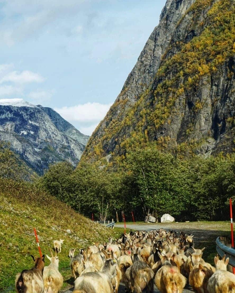 A herd of goats on a mountain road with a rocky mountain in the background.