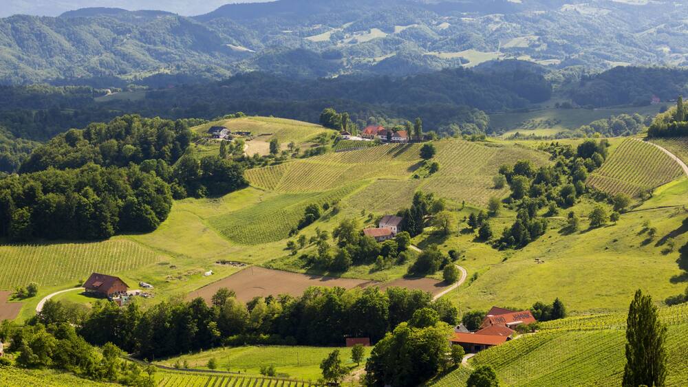 vineyard at the Austrian Slovenian border in Styria
