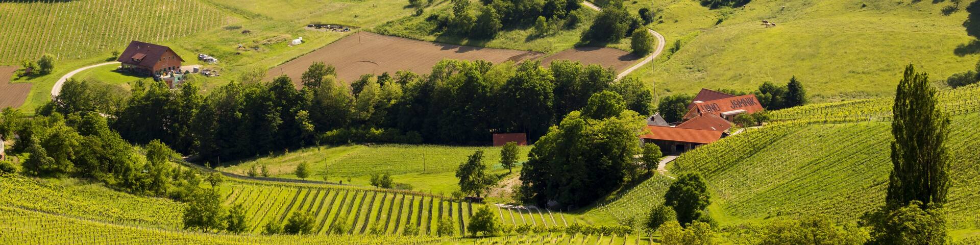vineyard at the Austrian Slovenian border in Styria