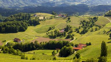 vineyard at the Austrian Slovenian border in Styria