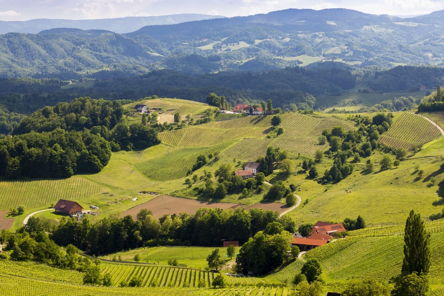 vineyard at the Austrian Slovenian border in Styria