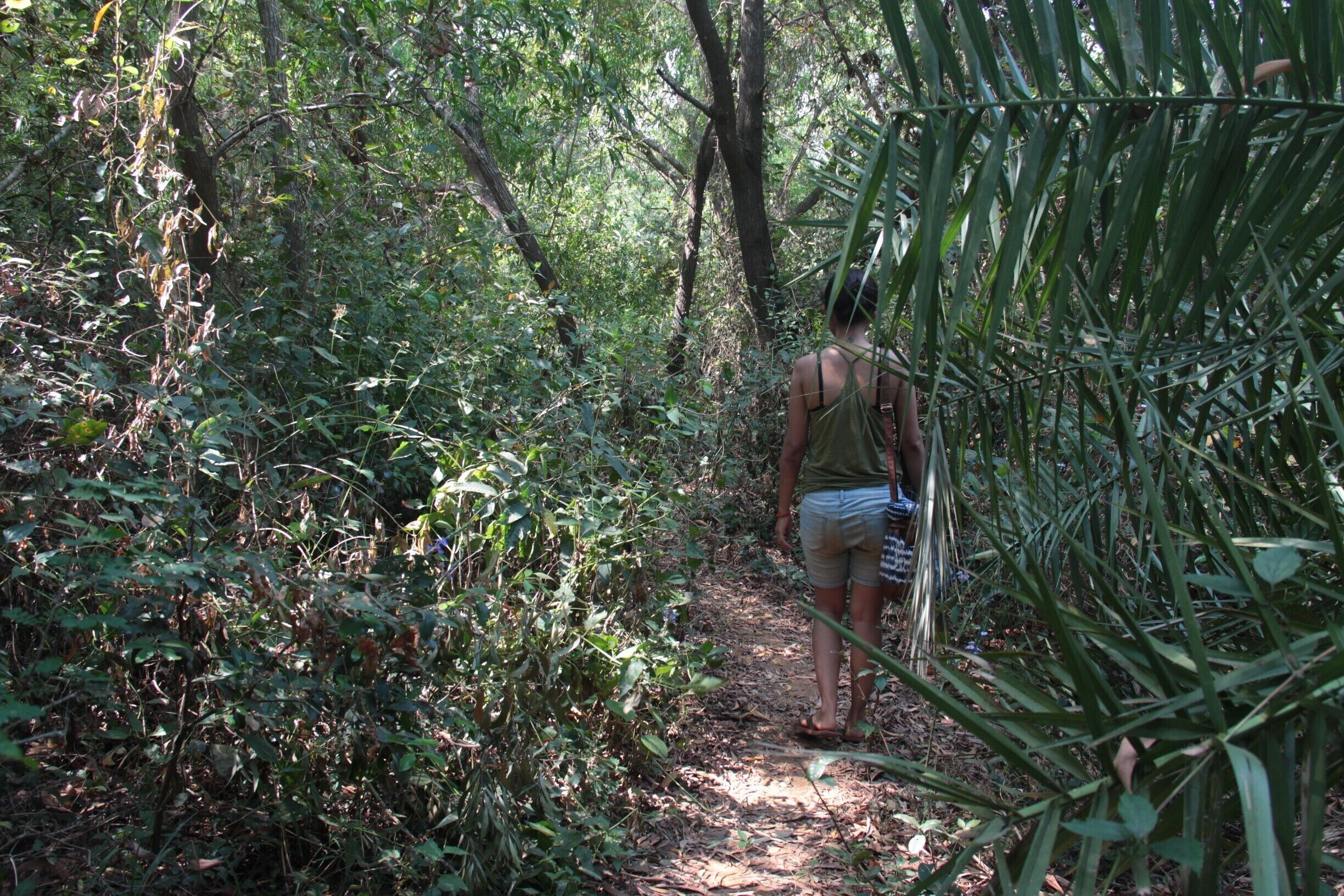 Lost the way while trekking has always been the best part of an adventure. It was during my trek to Half Moon beach at Gokarna.
#trek #jungles #wild 