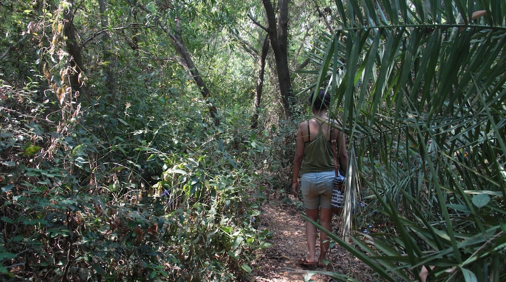 Lost the way while trekking has always been the best part of an adventure. It was during my trek to Half Moon beach at Gokarna.
#trek #jungles #wild