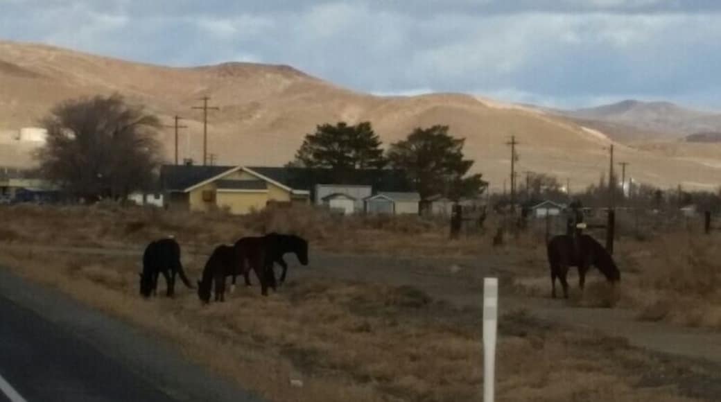 Part of a band of wild horses along a five lane highway. A common sight here in Nevada.
