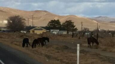 Part of a band of wild horses along a five lane highway. A common sight here in Nevada.