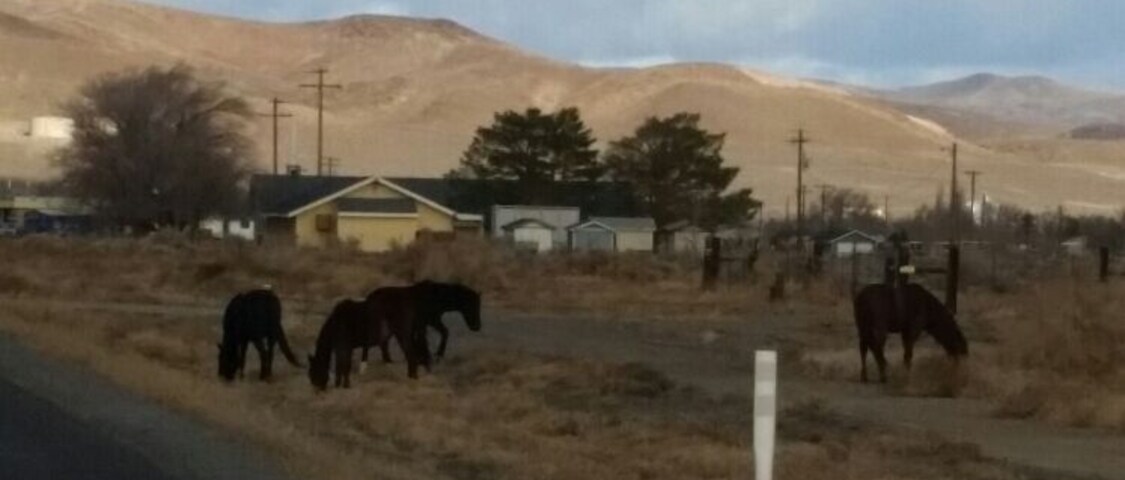 Part of a band of wild horses along a five lane highway. A common sight here in Nevada.