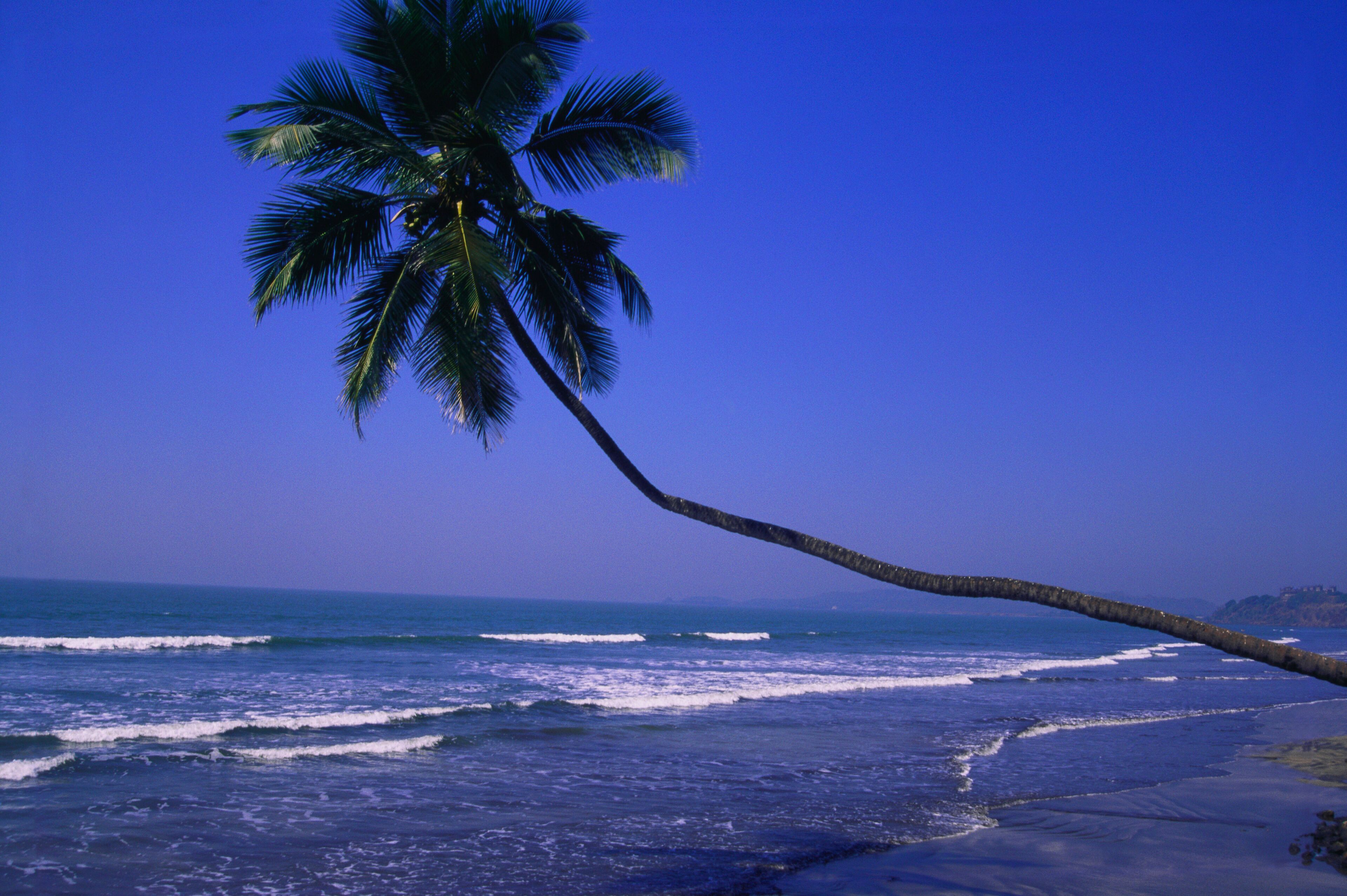 Palm Coconut tree over Murud beach, District Raigad, Maharashtra, India