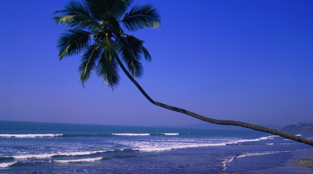 Palm Coconut tree over Murud beach, District Raigad, Maharashtra, India