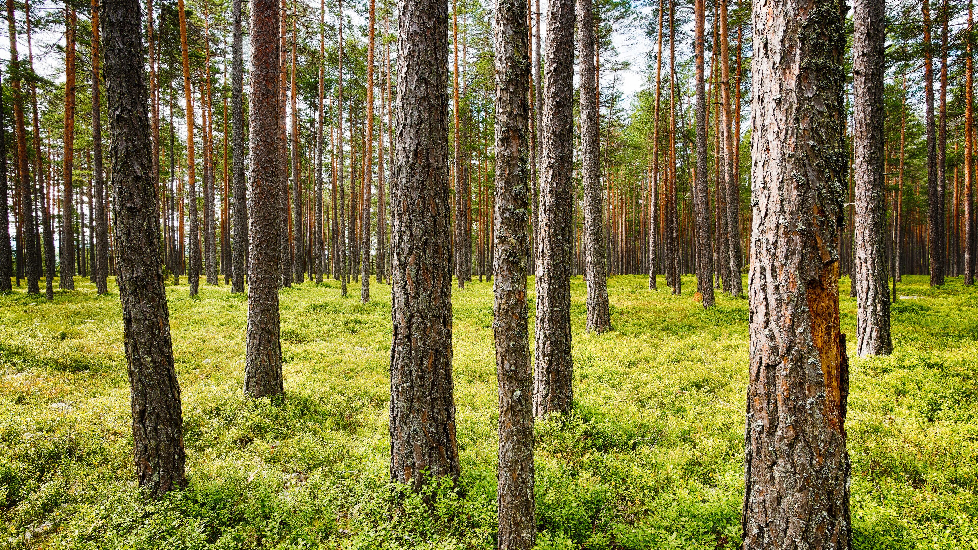 A dense forest with tall trees and a grassy understory.
