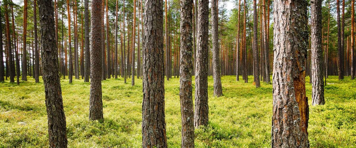 A dense forest with tall trees and a grassy understory.