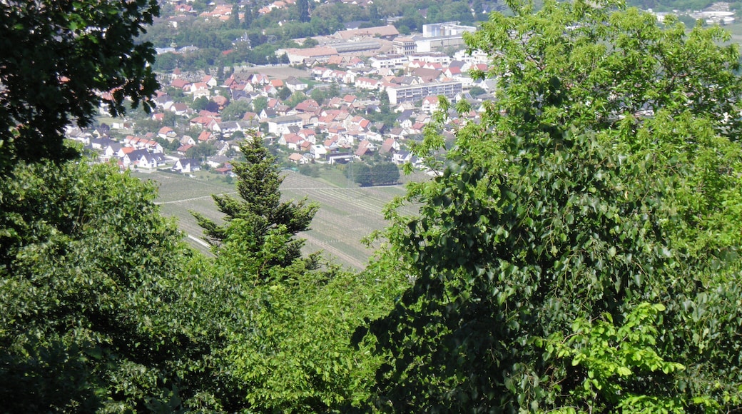 Vue de Turckheim depuis le château du Hohlandsbourg (654 m) (Haut-Rhin, France).