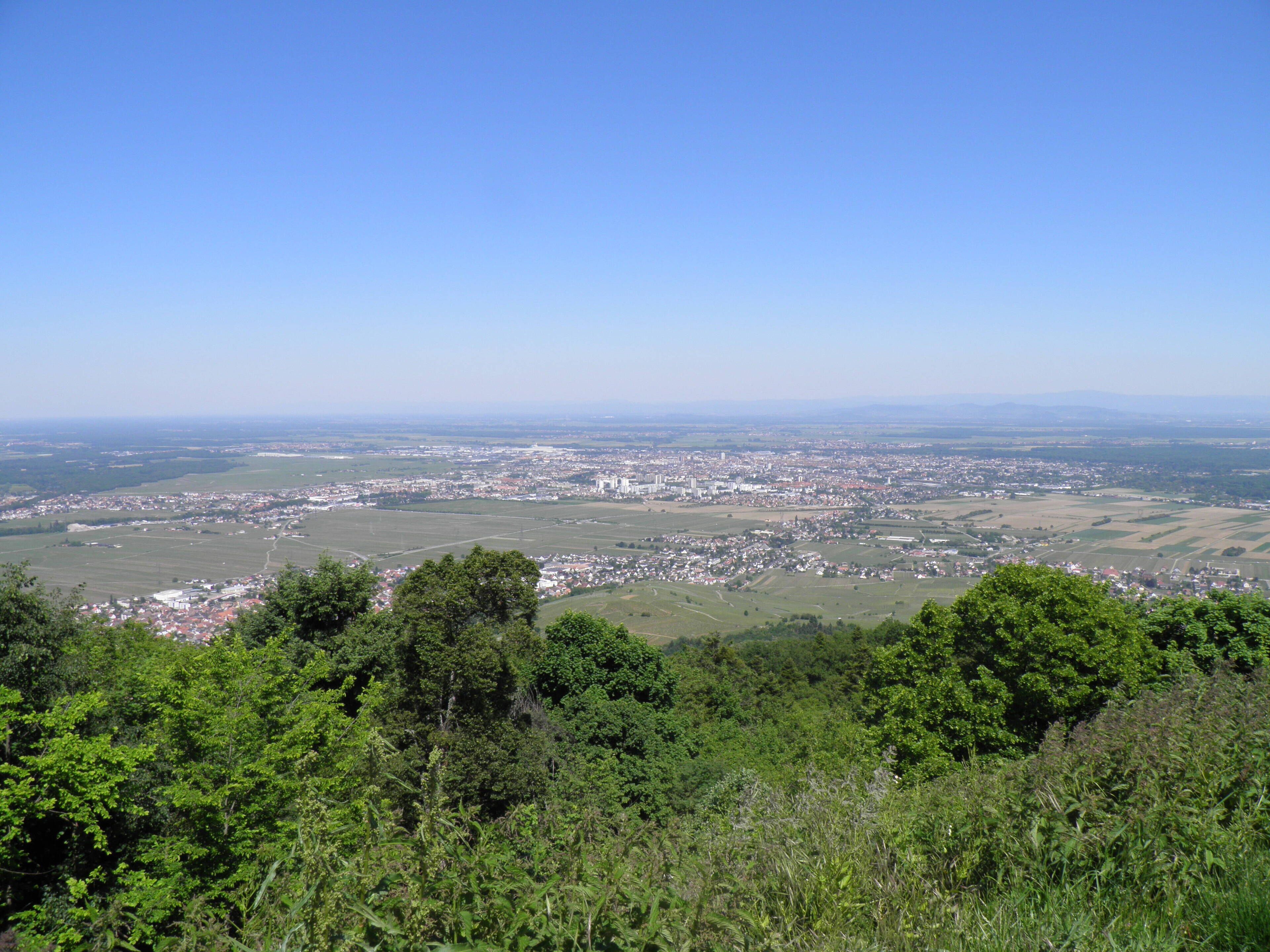 Vues de Wintzenheim, Colmar, Ingersheim, Turckheim et Wettolsheim depuis le château du Hohlandsbourg (654 m) (Haut-Rhin, France).