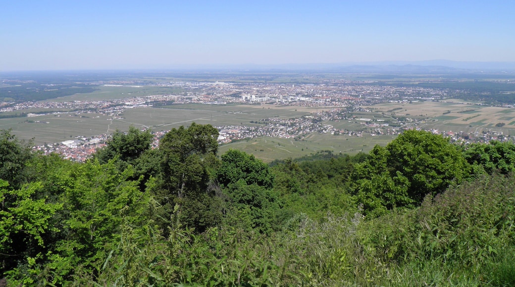 Vues de Wintzenheim, Colmar, Ingersheim, Turckheim et Wettolsheim depuis le château du Hohlandsbourg (654 m) (Haut-Rhin, France).