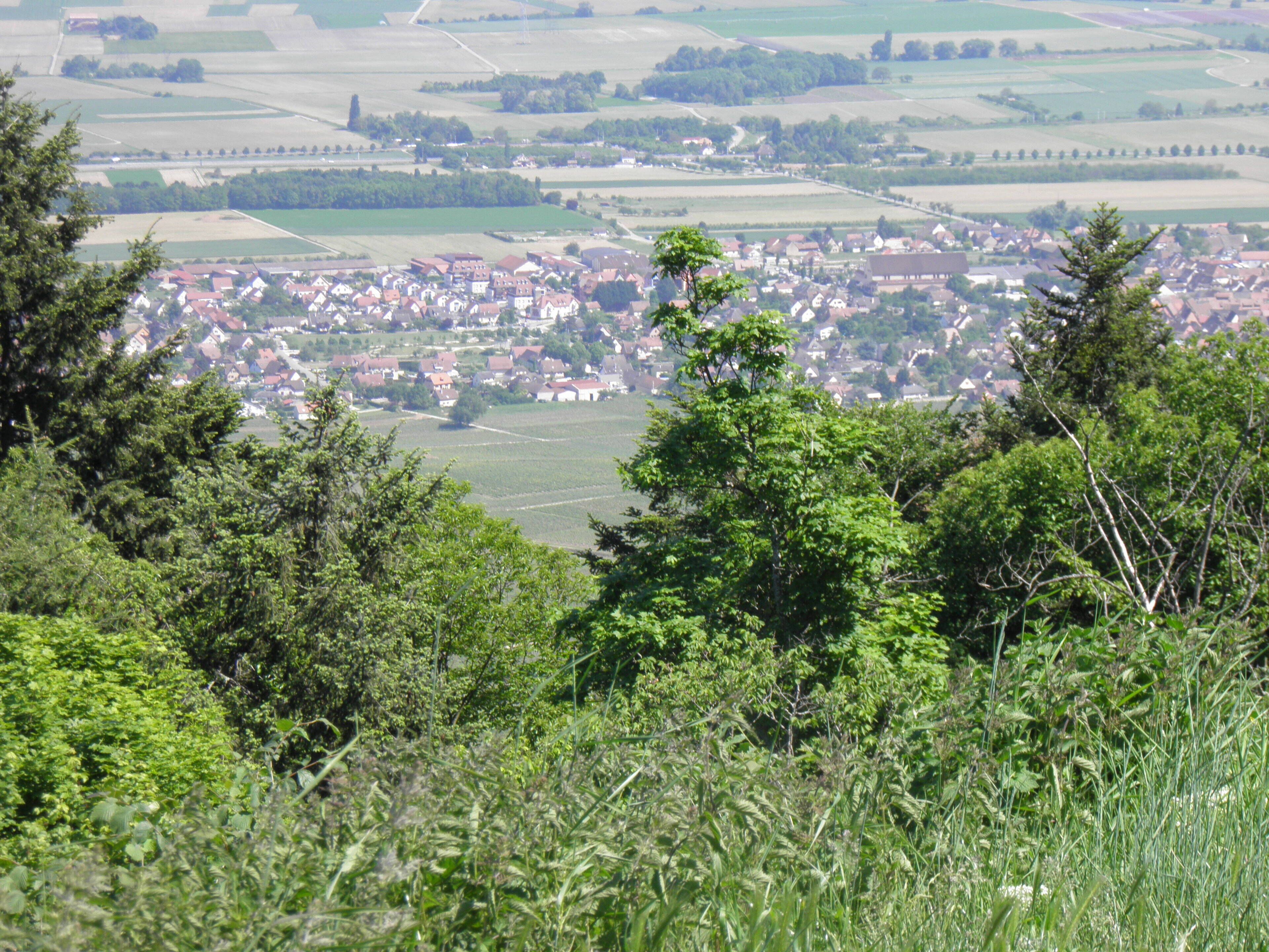 Vue d'Eguisheim depuis le château du Hohlandsbourg (654 m) (Haut-Rhin, France).