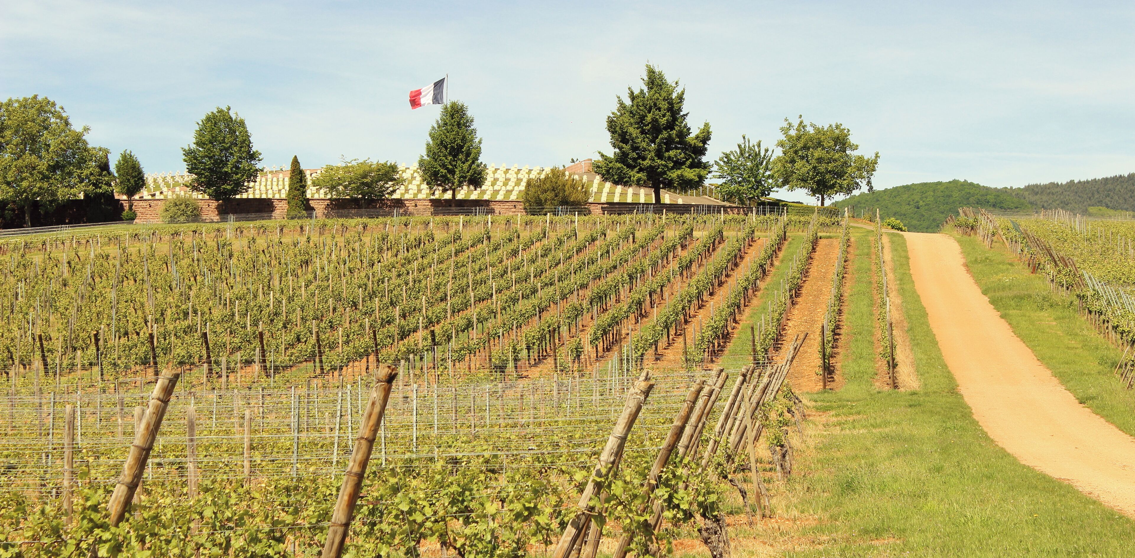 A vineyard with rows of grapevines, a dirt path, and a building with a flag in the background.