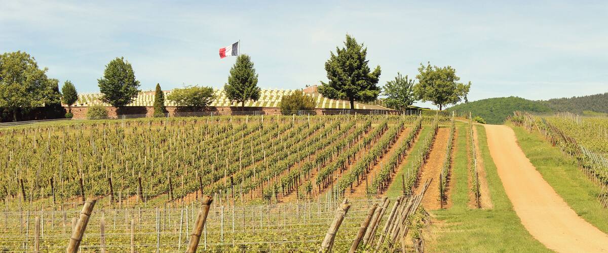 A vineyard with rows of grapevines, a dirt path, and a building with a flag in the background.