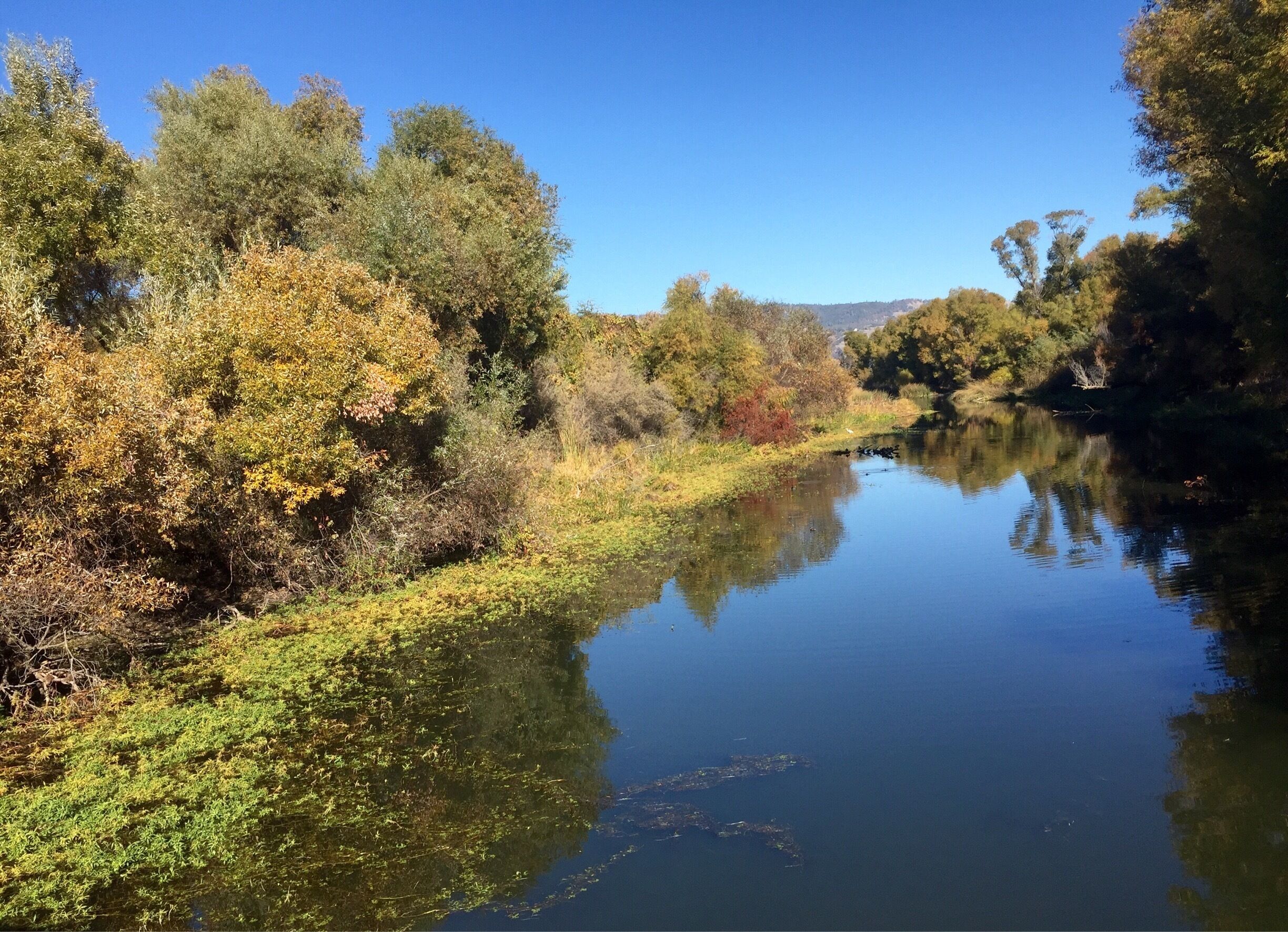 A calm river with dense foliage and trees reflecting in the water.