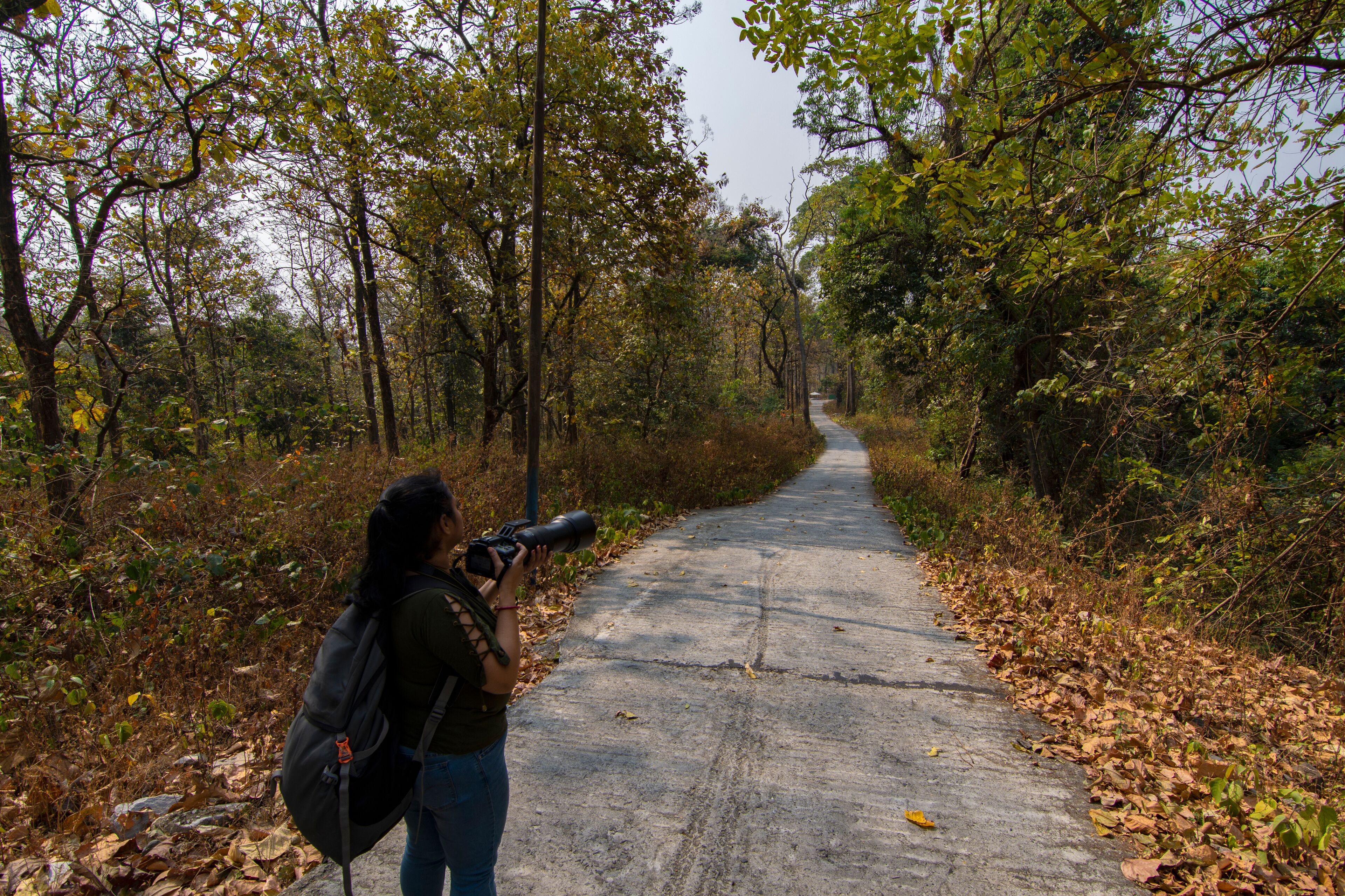 A female photographer taking photo of birds while trekking at Buxa Tiger Reserve, Alipurduar, West Bengal, India. Selective focus.