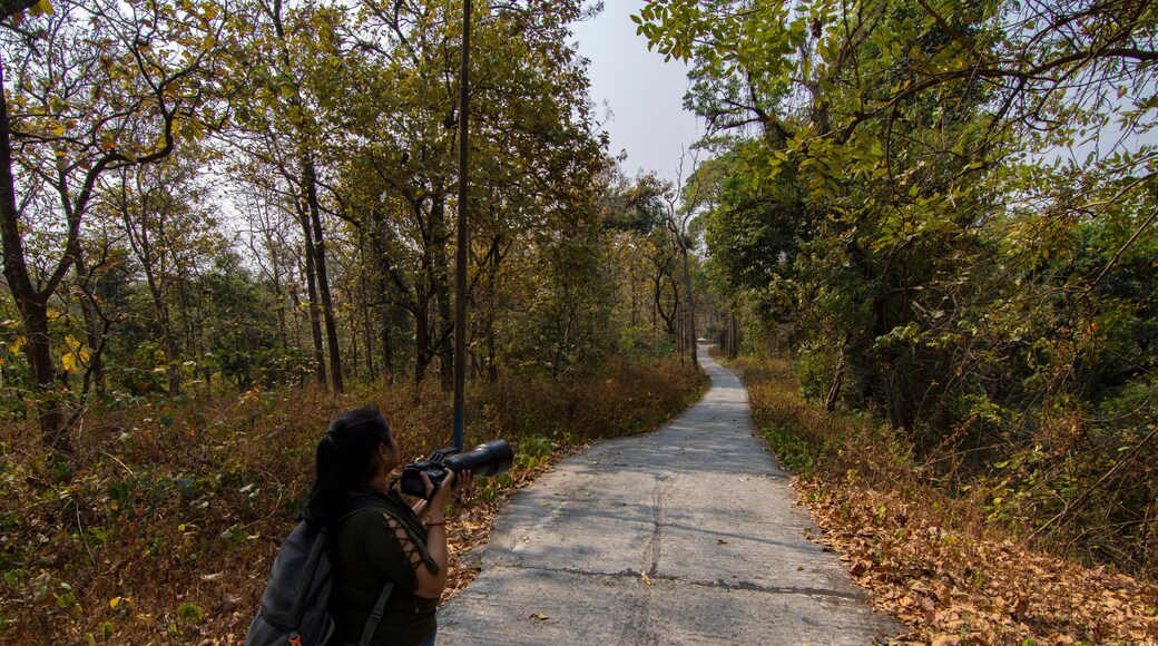 A female photographer taking photo of birds while trekking at Buxa Tiger Reserve, Alipurduar, West Bengal, India. Selective focus.