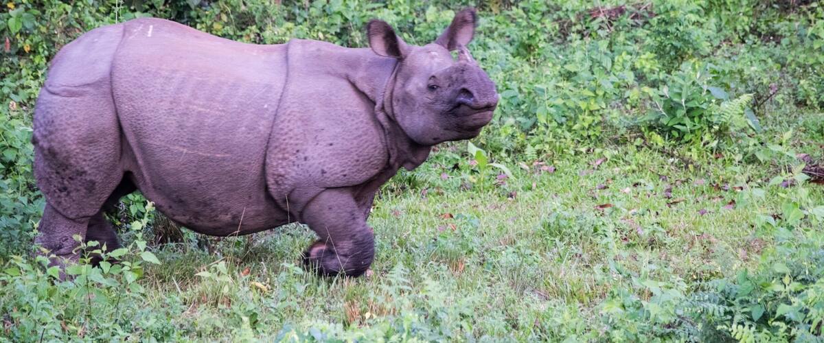 A rhinoceros in a grassy area with dense foliage in the background.