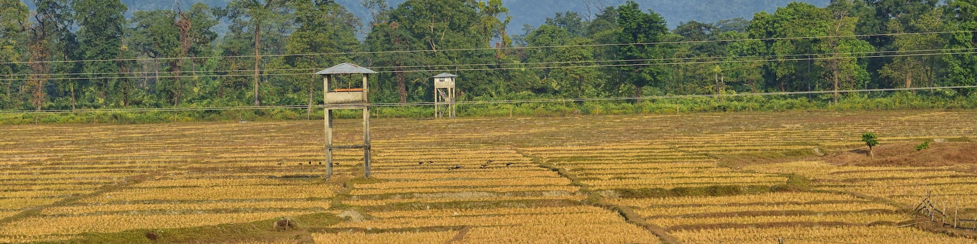 Watch Tower, Jaldapara National Park, India