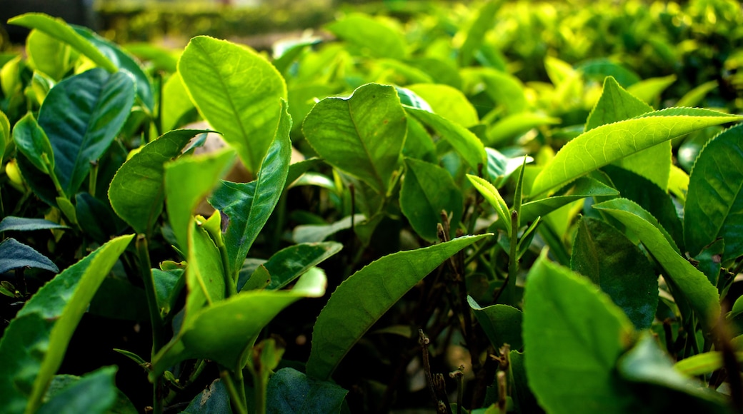 Beautiful and fresh green tea leaves
