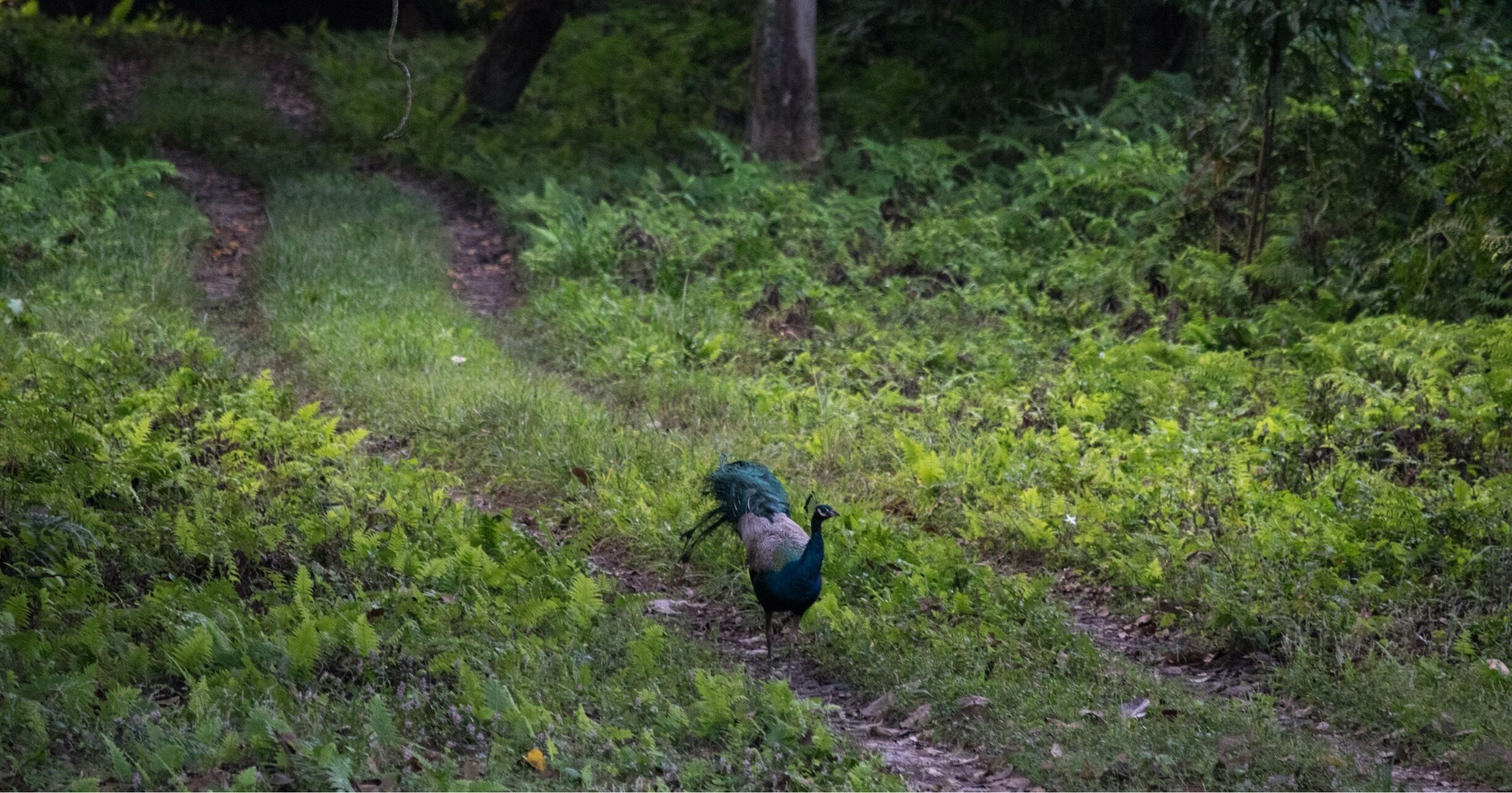 Our National Bird! #beautifulpeacock #incredibleindia