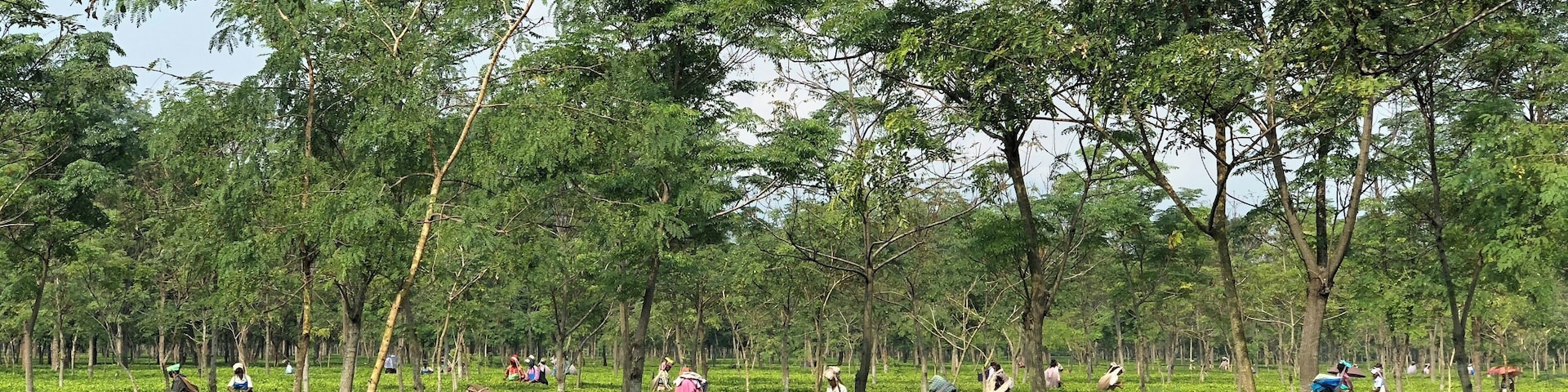 Tea pluckers at work :)