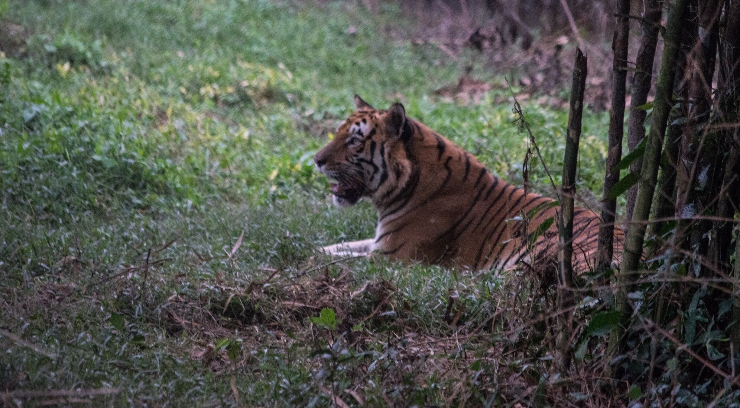 A tiger lying in a grassy area with trees and foliage in the background.