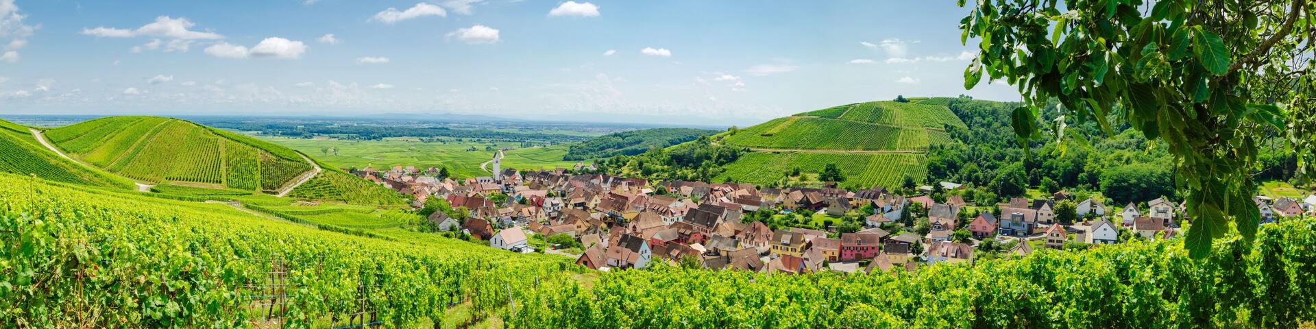 sunny french vineyards in alsace