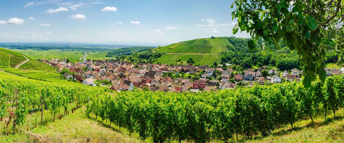 A vineyard with rows of grapevines and a village with colorful houses nestled in the hills.