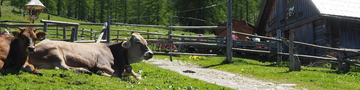 Austrian Stereotypes: mountains, huts and cows.
Reality: mountains, huts and cows.