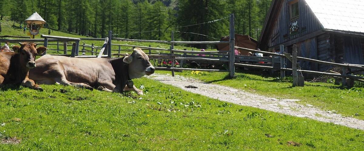 Austrian Stereotypes: mountains, huts and cows.
Reality: mountains, huts and cows.