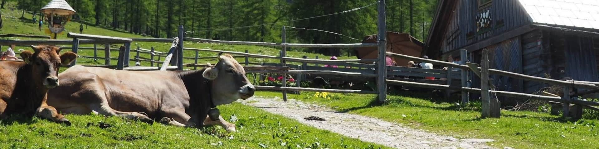 Austrian Stereotypes: mountains, huts and cows.
Reality: mountains, huts and cows.