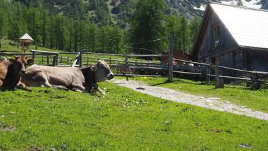 A rural landscape with cows grazing, a wooden barn, and snow-capped mountains in the background.