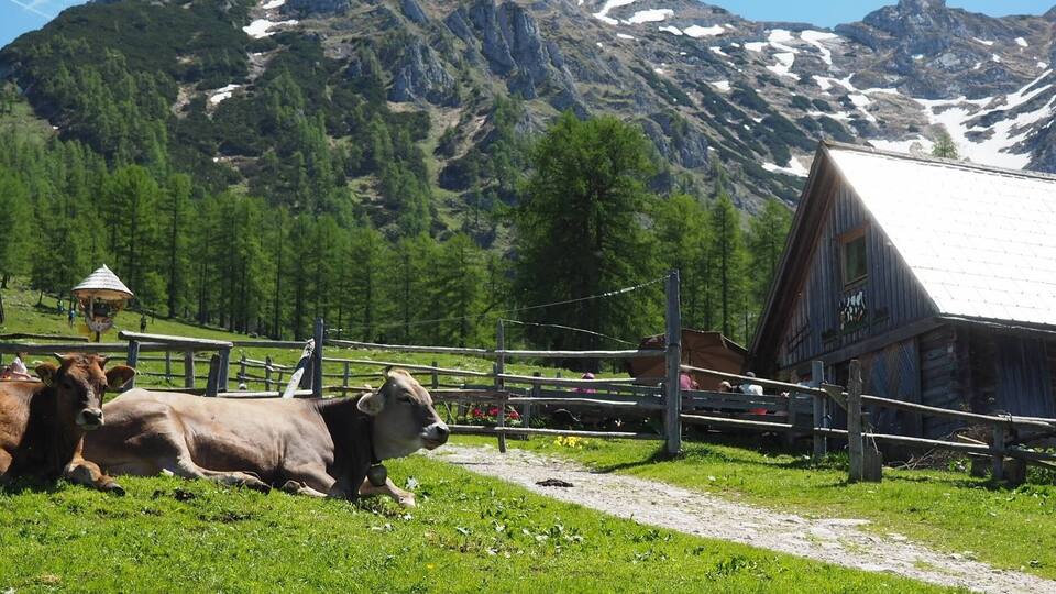 A rural landscape with cows grazing, a wooden barn, and snow-capped mountains in the background.