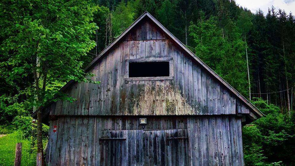 A dilapidated wooden barn surrounded by lush greenery and a forested hill.