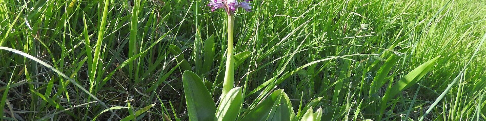Helm-Knabenkraut (Orchis militaris), Neuhaeusel, 20.04.2017