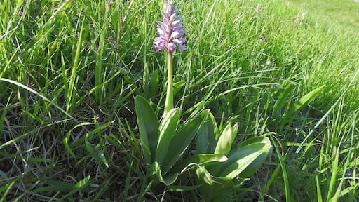 Helm-Knabenkraut (Orchis militaris), Neuhaeusel, 20.04.2017
