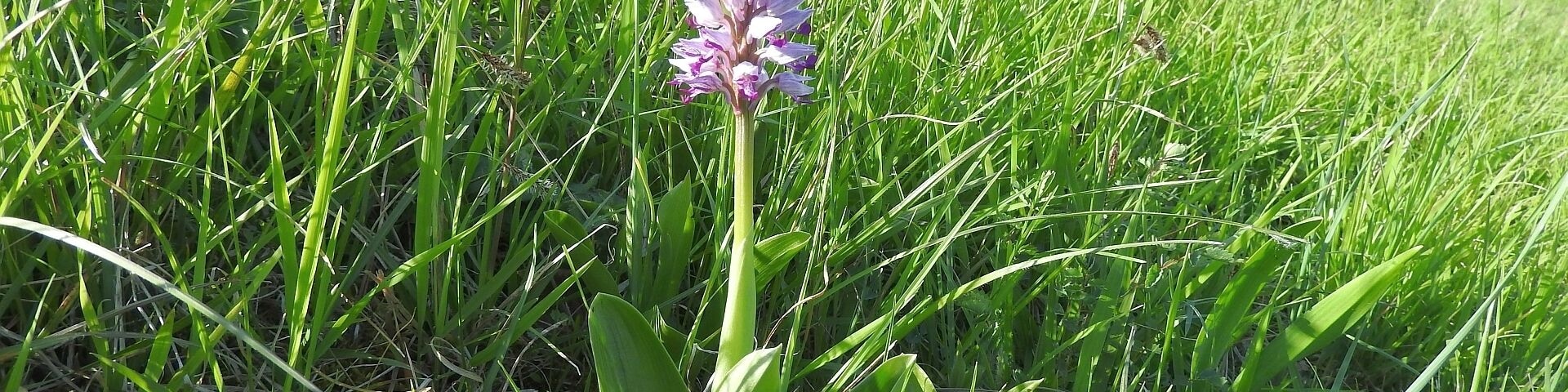 Helm-Knabenkraut (Orchis militaris), Neuhaeusel, 20.04.2017
