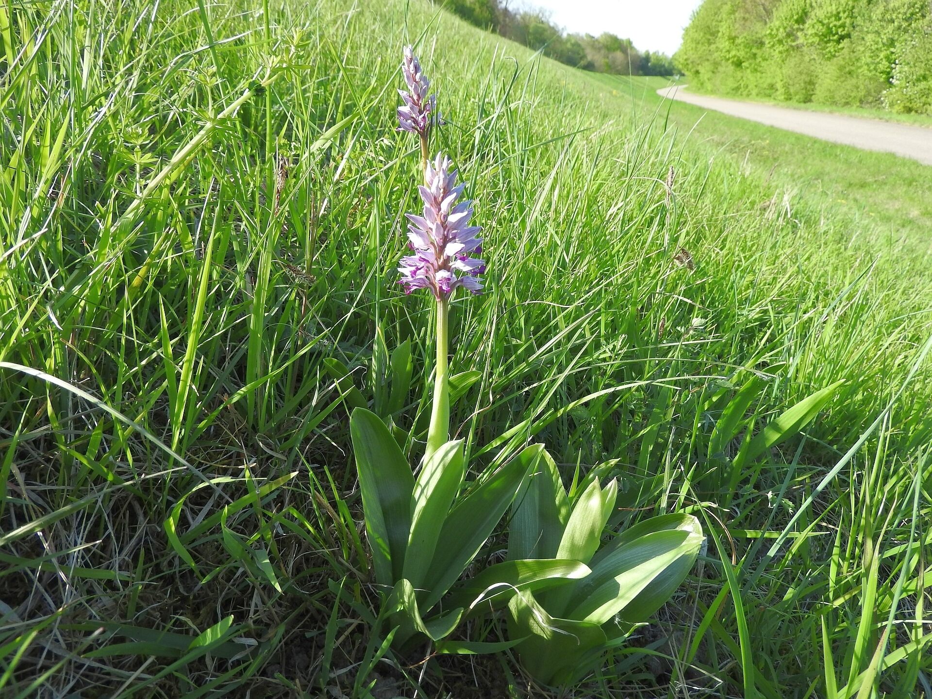 A field with tall green grass and a purple flower in the foreground.
