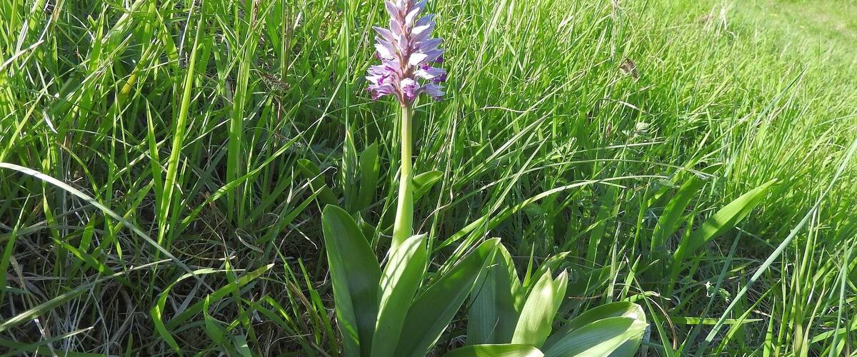 A field with tall green grass and a purple flower in the foreground.