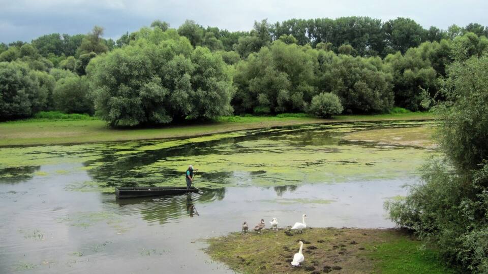 A river with ducks and a person rowing a boat.