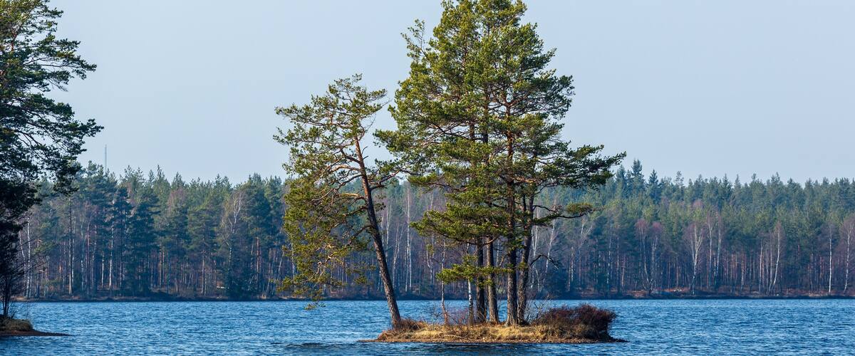 A small island with trees surrounded by a forested shoreline.