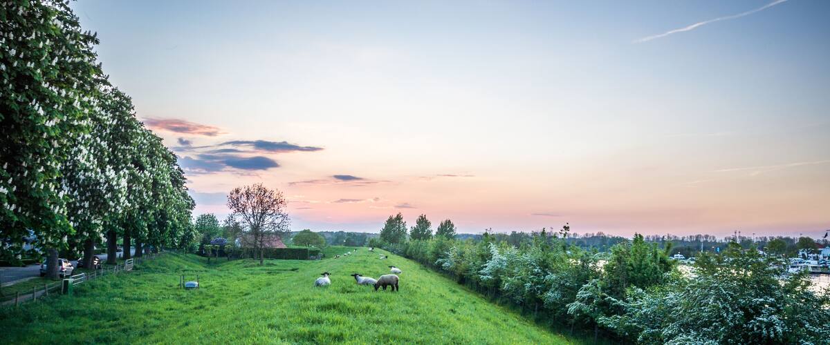 Sheep grazing on the levee meadow next to the river meuse in the village of Ool, near Roermond, Limburg, The Netherlands.